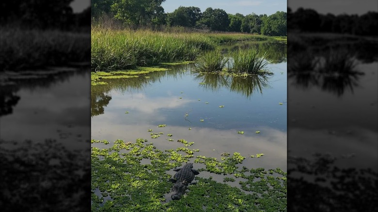 Brazos Bend State Park in Texas