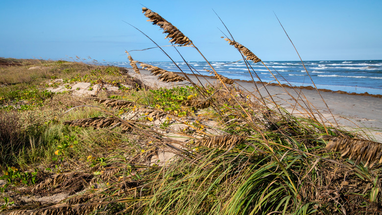 Plants around the dunes at Padre Island National Seashore in Texas