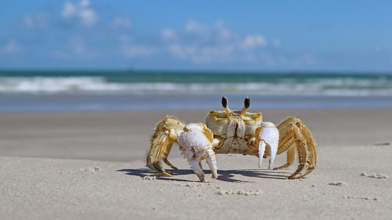 A sand crab at San José Island in Texas