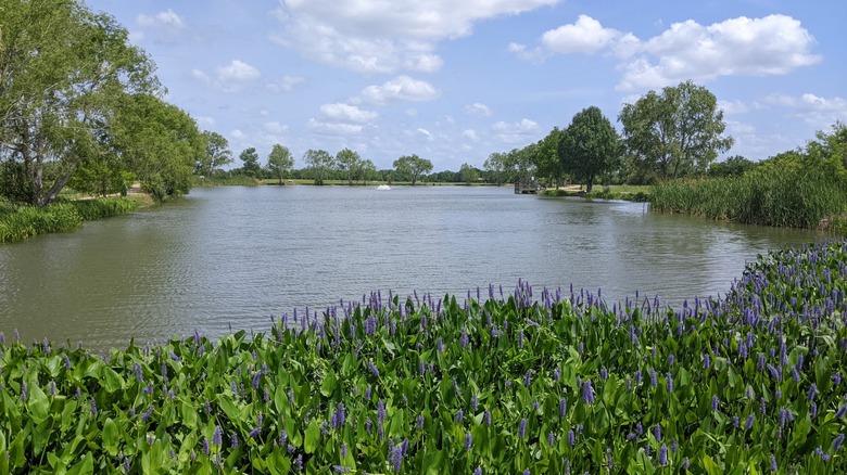A view of a body of water with purple flowers in the foreground at Seabourne Creek Nature Park in Rosenberg, Texas