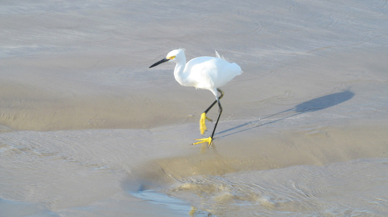 Egret walking the shores of a beach on San José Island