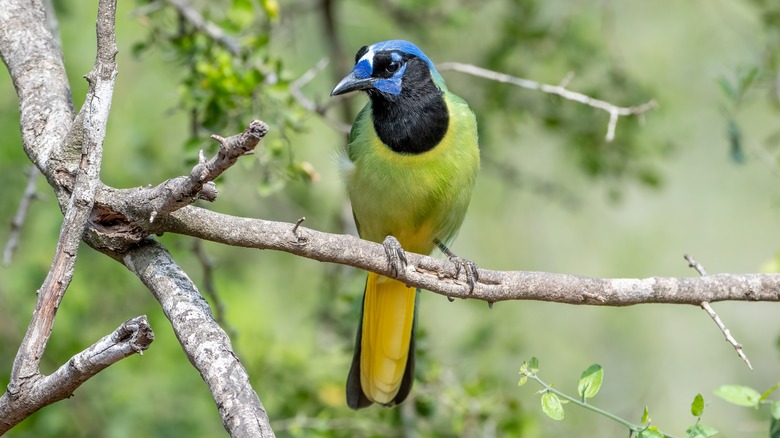 A green jay in South Texas