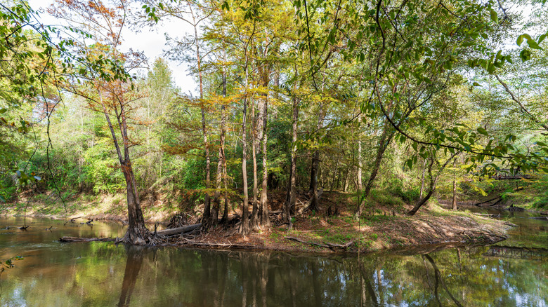 Waterways in Big Thicket National Preserve, Texas