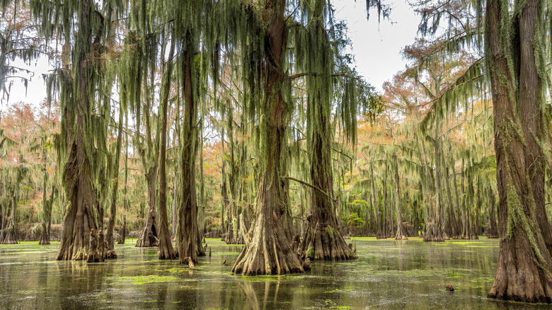 Cypress trees in Caddo Lake, Texas