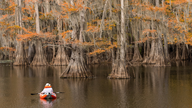 Cypress trees in autumn at Caddo Lake, Texas