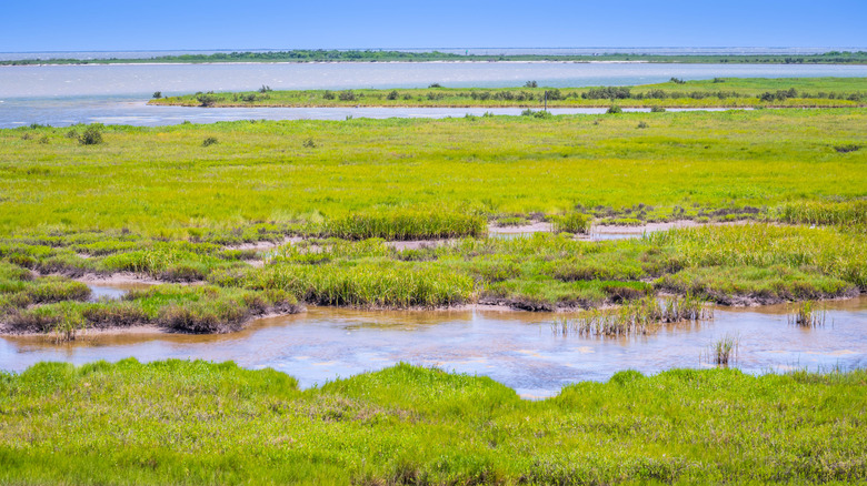 Marshes in Texas wildlife refuge