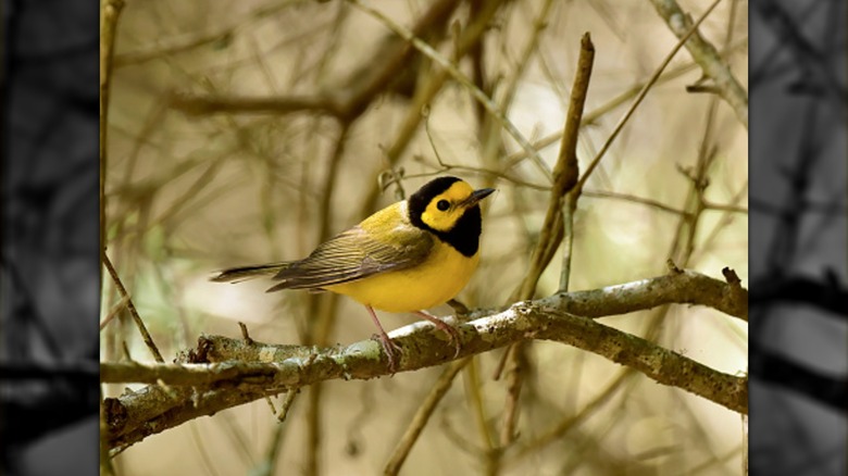 Hooded warbler in Texas