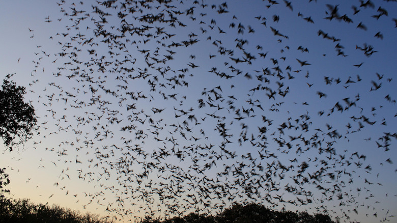 Bats fly through the sky at dusk