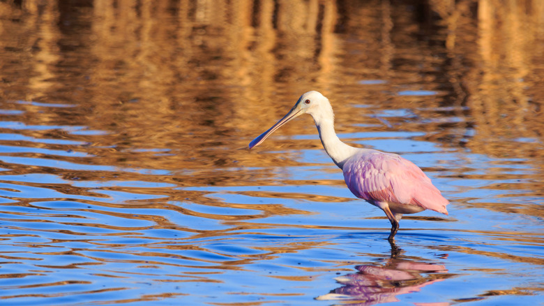 Roseate spoonbill at Brazoria National Wildlife Refuge
