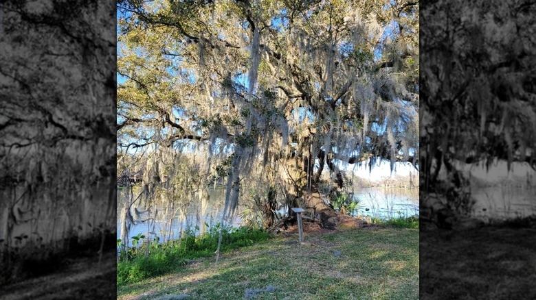 Large tree and pond in The Abner Jackson Plantation