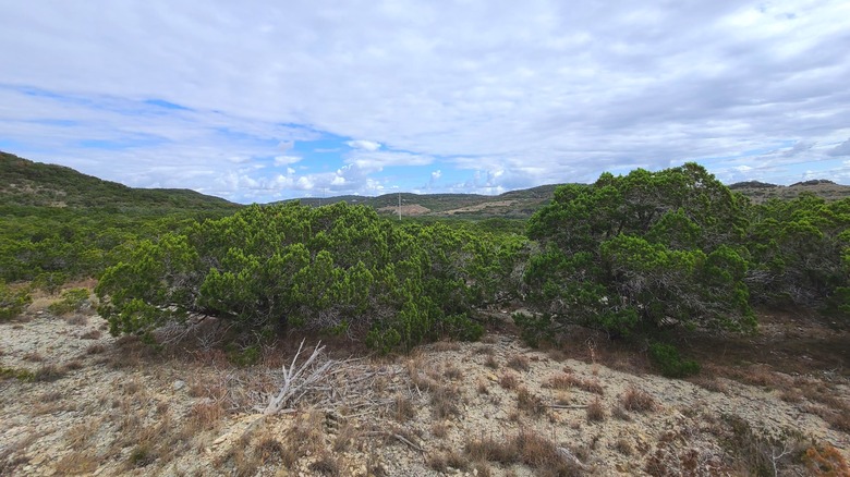 Shrubs and arid brushlands at Albert & Bessie Kronkosky State Natural Area near Pipe Creek, Texas.