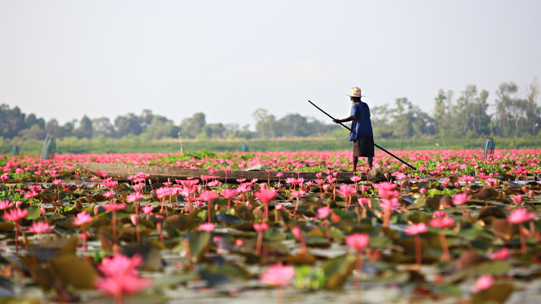 A boatman steers a long-tail boat through a sea of red lotuses at Songkhla Lake in Thailand.