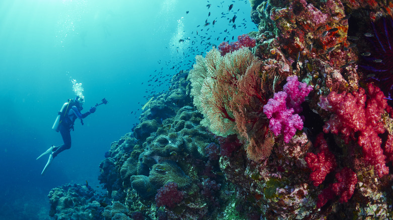 Scuba diver near coral reef in Similan Islands, Thailand