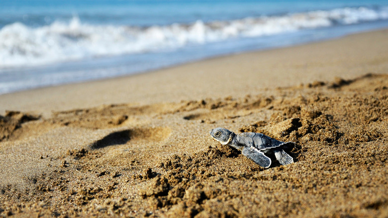 Baby turtle swimming to sea