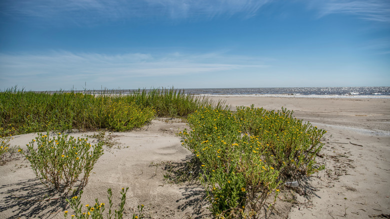 Flowers at Holly Beach