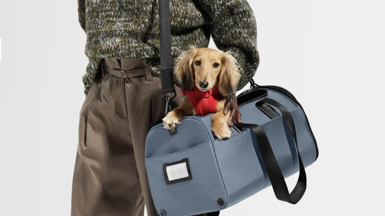 View of person's torso and legs with a blue Away pet carrier holding a small dog on their shoulder
