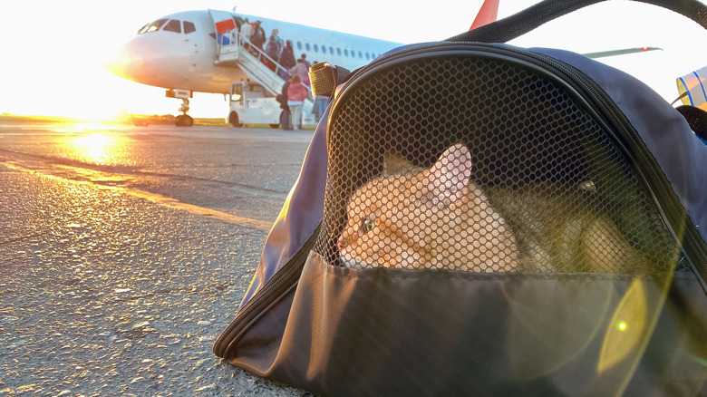 Cat in carrying case near airplane on tarmac at sunrise.