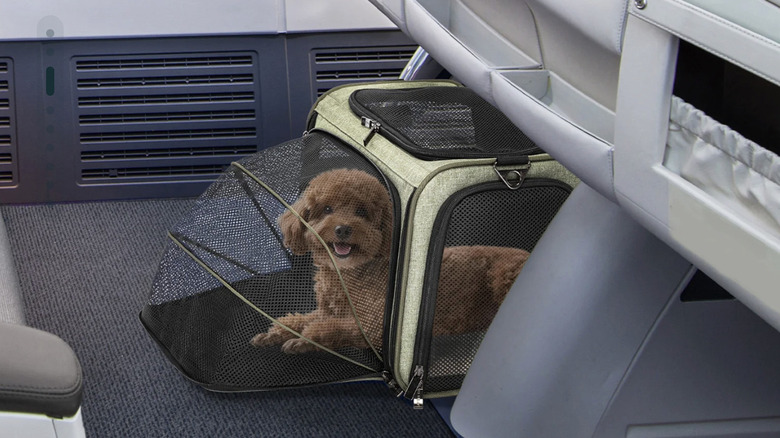 Dog sitting in a Petsfit expandable carrier with the side pocket expanded under a plane seat in flight