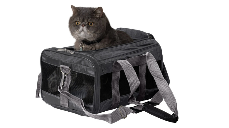 Grey cat sitting in black Sherpa Original Deluxe carrier on a white background