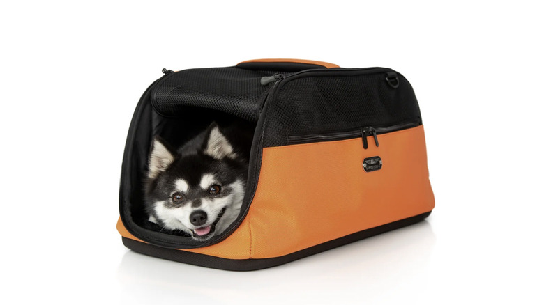 Husky puppy in orange and black Sleepypod Air carrier on a white background
