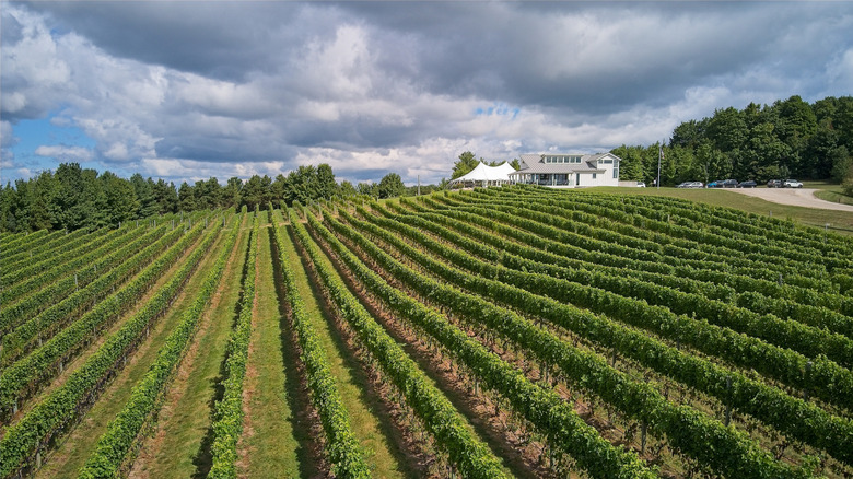 A vineyard outside Traverse City, Michigan