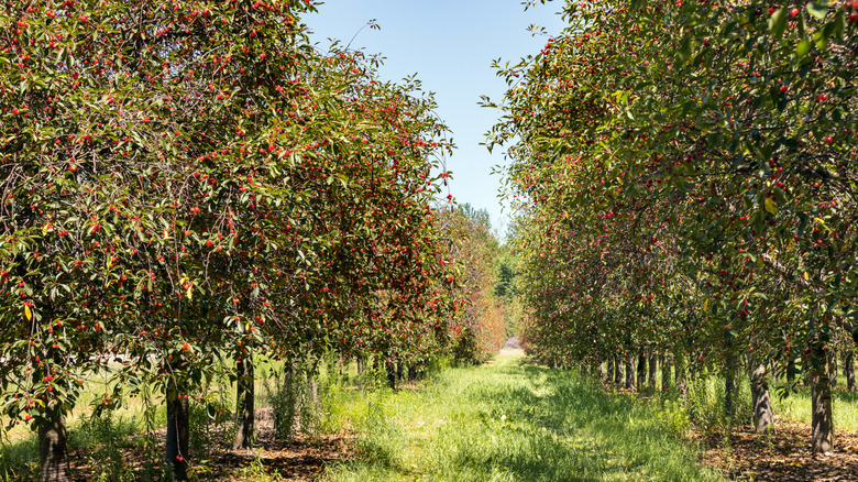 A cherry orchard in Traverse City, Michigan