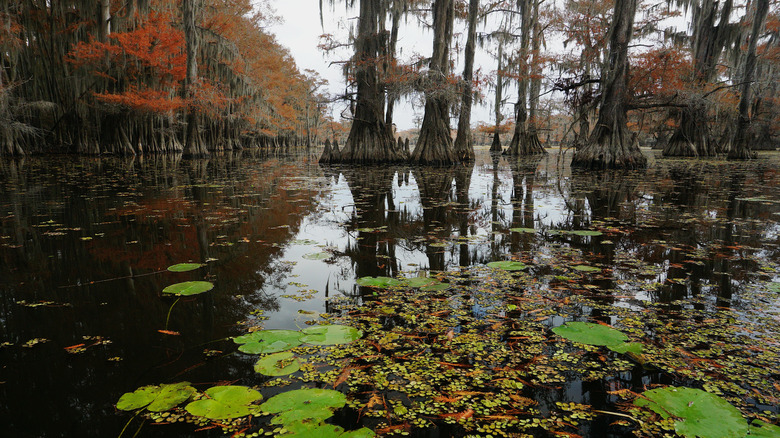 The bayou of Caddo Lake State Park in eastern Texas with lily pads and cypress trees
