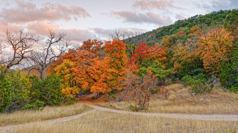 A hiking trail and fall foliage in Lost Maples State Natural Area, Texas