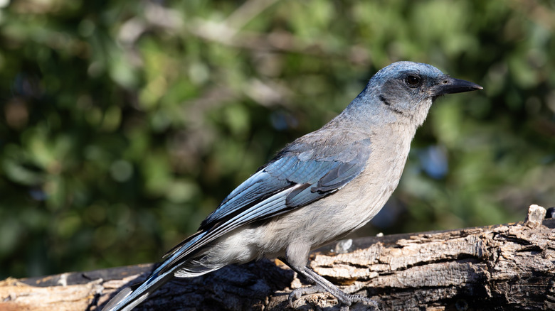 A Mexican Jay in Sierra Vista, Arizona