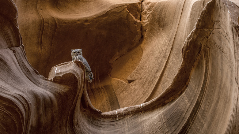 Owl on ledge in Owl Canyon, Arizona