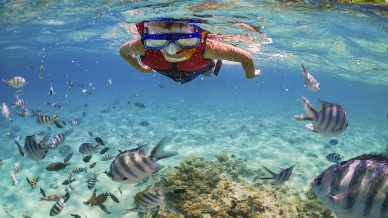 A young boy snorkeling in the Caribbean