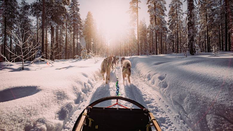 dogs sledding in snow
