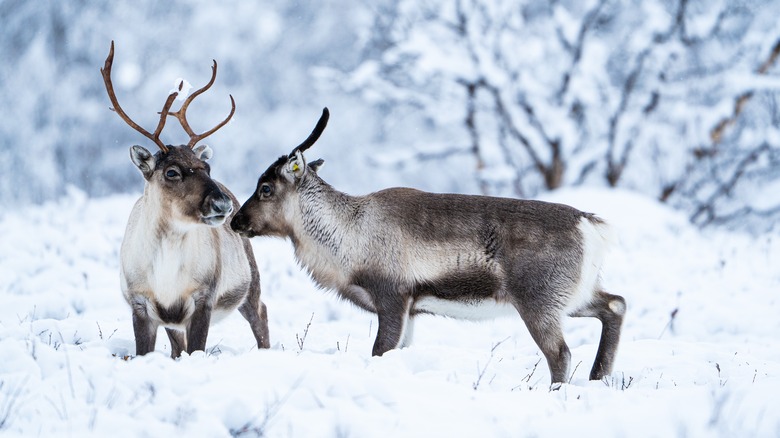 reindeer in arctic mountains laplan