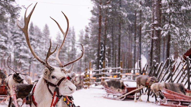 white reindeer in snowy lapland forest