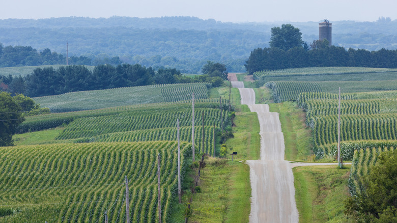 A rollercoaster gravel road in rural farmland with corn field