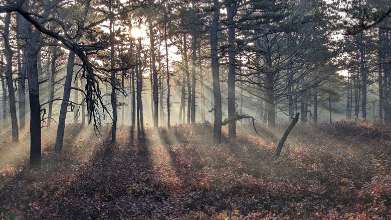 Beams of light through trees in Myles Standish State Forest