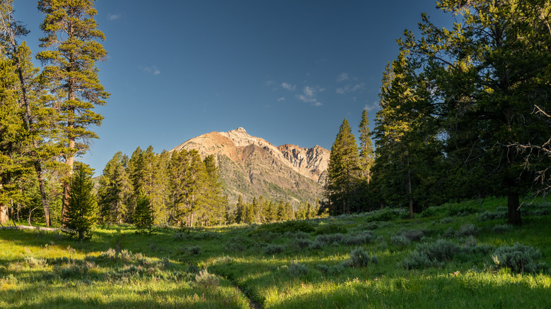 A Narrow Grassy Trail Leads Toward Electric Peak In Yellowstone National Park