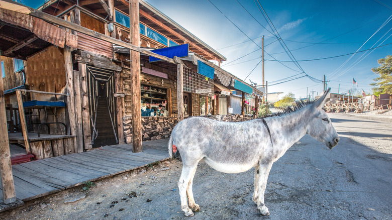 A burro in Oatman, Arizona