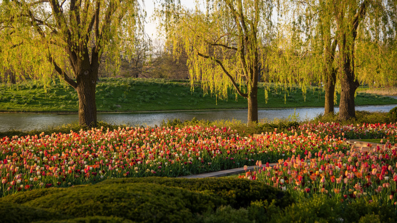 Colorful tulips at the Chicago Botanic Garden