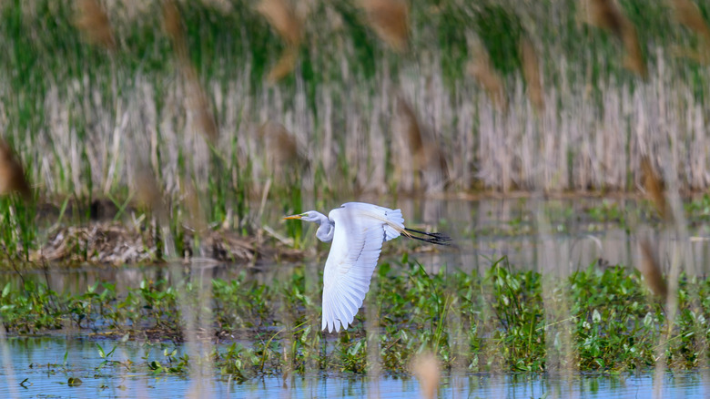 Great Egret in Flight at Ottawa National Wildlife Refuge, near Oak Harbor, Ohio