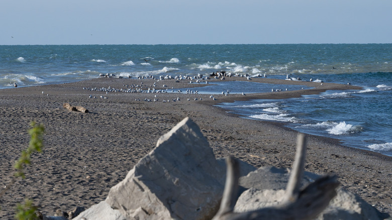 The shores of Lake Erie (with seabirds) in Point Pelee National Park, Ontario