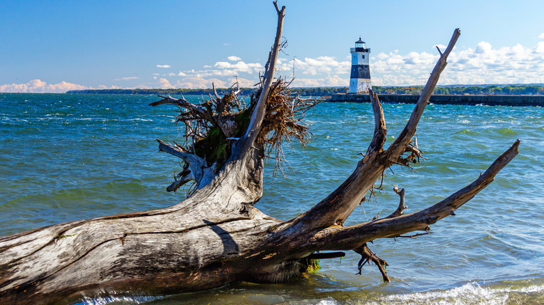 A large tree trunk and branches frame the Presque Isle North Pierhead Lighthouse, Presque Isle State Park, Erie, PA
