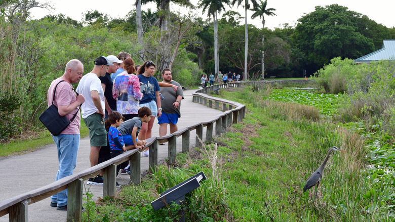 Visitors admiring a great blue heron on Anhinga Trail