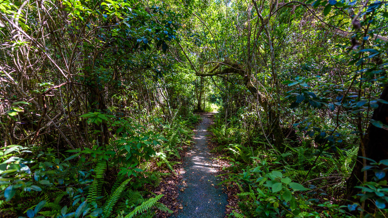 The dense trees on the Gumbo Limbo Trail