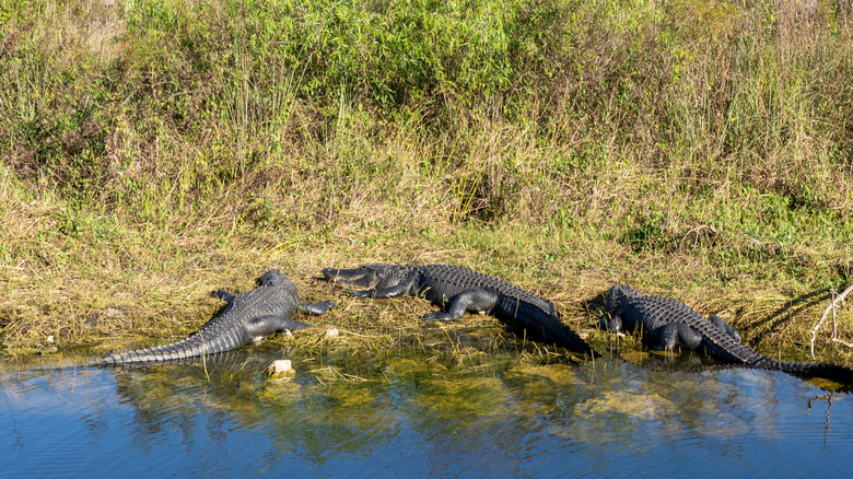 Three alligators sunning in Everglades National Park