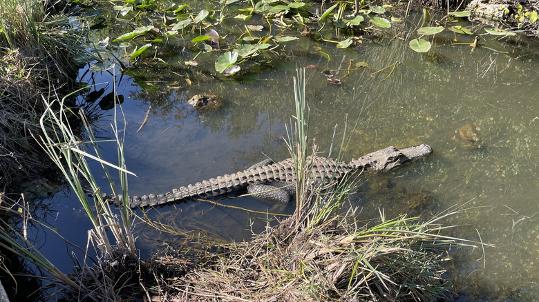An alligator swimming along one of the Shark Valley Trials