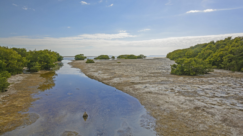 View of Snake Bight Creek