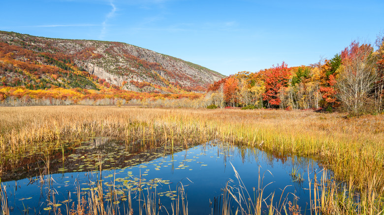 Wetland surrounded by colourful autumnal forest in a mountain setting