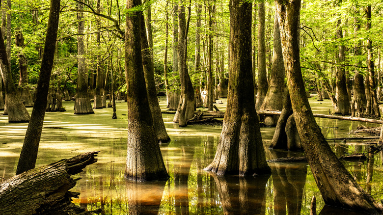 Moss covered Cypress trees stand tall in a dark marsh