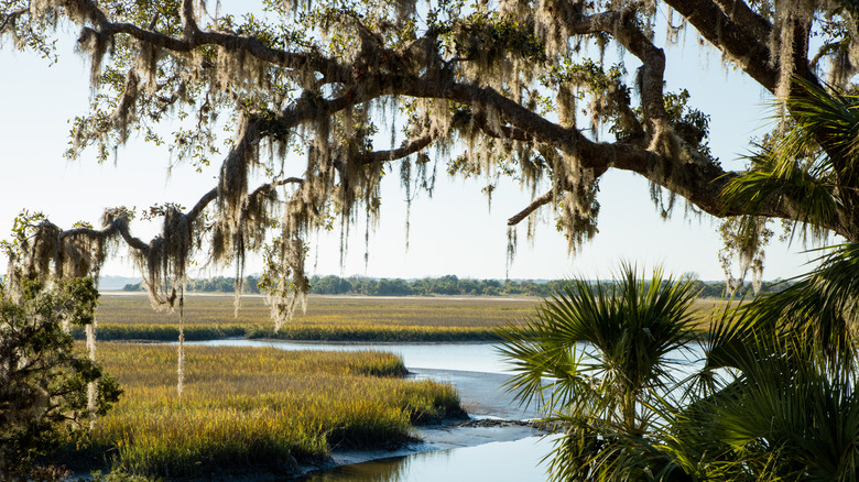 View of a salt marsh, as seen through a tree
